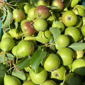 Aranciamoci <br> PERE