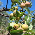 Az. Agr. Camporeale<br> PERE