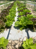 Trullallero <br>INSALATA AL PEZZO