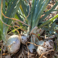 Orti di Mercurio <br>CIPOLLA BIANCA
