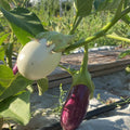 Orti di Mercurio<br>MELANZANA MIX