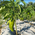 Orti di Mercurio<br>PEPERONE CORNO VERDE