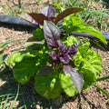 Orti di Mercurio<br>BASILICO IN FOGLIA