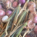 Orti di Mercurio <br>CIPOLLA MIX