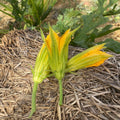 Orti di Mercurio<br>MANICARETTI FIORI DI ZUCCHINA