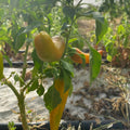Orti di Mercurio<br>PEPERONI FRIGGITELLI