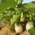 Orti di Mercurio<br>MELANZANA BIANCA