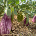Orti di Mercurio<br>MELANZANA STRIATA