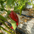 Orti di Mercurio<br>PEPERONE MIX