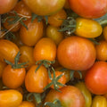 Orti di Mercurio <br>POMODORINO MIX