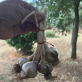 Orto dalla Luna<br>AGLIO Treccia