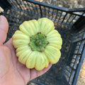 Orto dalla Luna<br>MELANZANA MIX