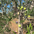 Orto dalla Luna<br>OLIVE DA FRIGGERE