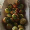 Orto dalla Luna<br>POMODORO VERDE