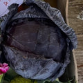 Orto dalla Luna<br>CAVOLO CAPPUCCIO ROSSO