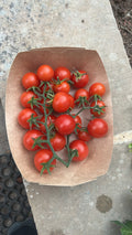 Orto dalla Luna<br>POMODORO CILIEGINO