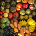 Orto dalla Luna<br>POMODORO CILIEGINO