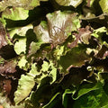 Orto dalla Luna<br>INSALATA TENERA