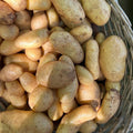 Orto dalla Luna<br>PATATE