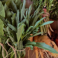 Orto dalla Luna<br>RUCOLA SELVATICA