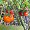 Regen Farm <br>POMODORINI