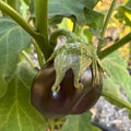 Regen Farm <br>MELANZANE