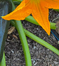 Regen Farm <br>ZUCCHINE