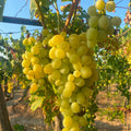 Regen Farm <br>UVA BIANCA VITTORIA