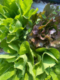 Trullallero <br>TRIS DI INSALATA