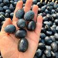 Macchia della Grotta<br>OLIVE TERMITI