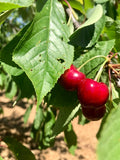 Macchia della Grotta<br>CILIEGIE
