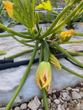 Trullallero <br>ZUCCHINELLA CON FIORE
