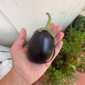 Orto dalla Luna<br>MELANZANE NERE