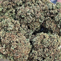 Orto dalla Luna<br>ORIGANO
