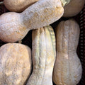 Orto dalla Luna<br>ZUCCA BUTTERNUT