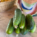 Orti di Mercurio<br>CETRIOLI