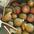 Orti di Mercurio<br>FIORONI